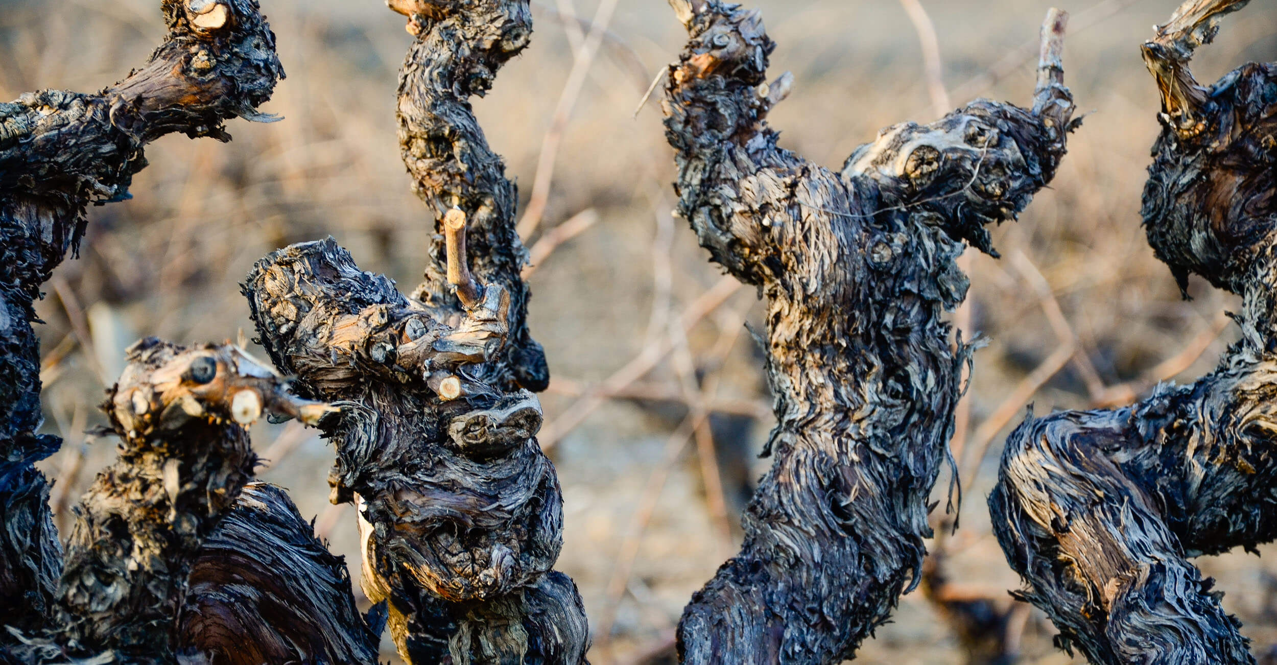 Old gnarled bush vine — detail, dormant season