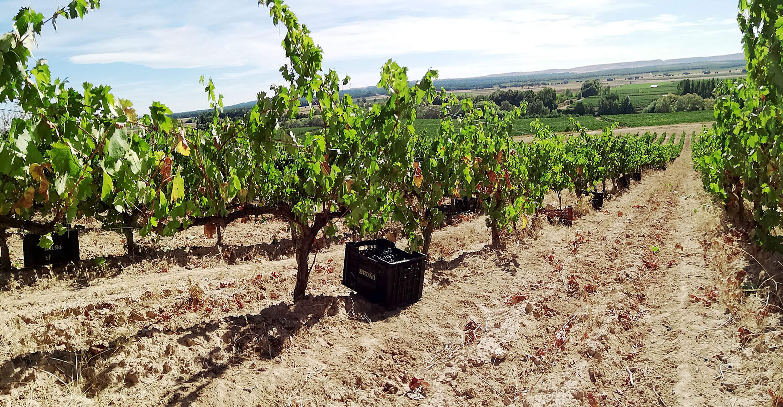 Harvest crate among the vine rows during picking
