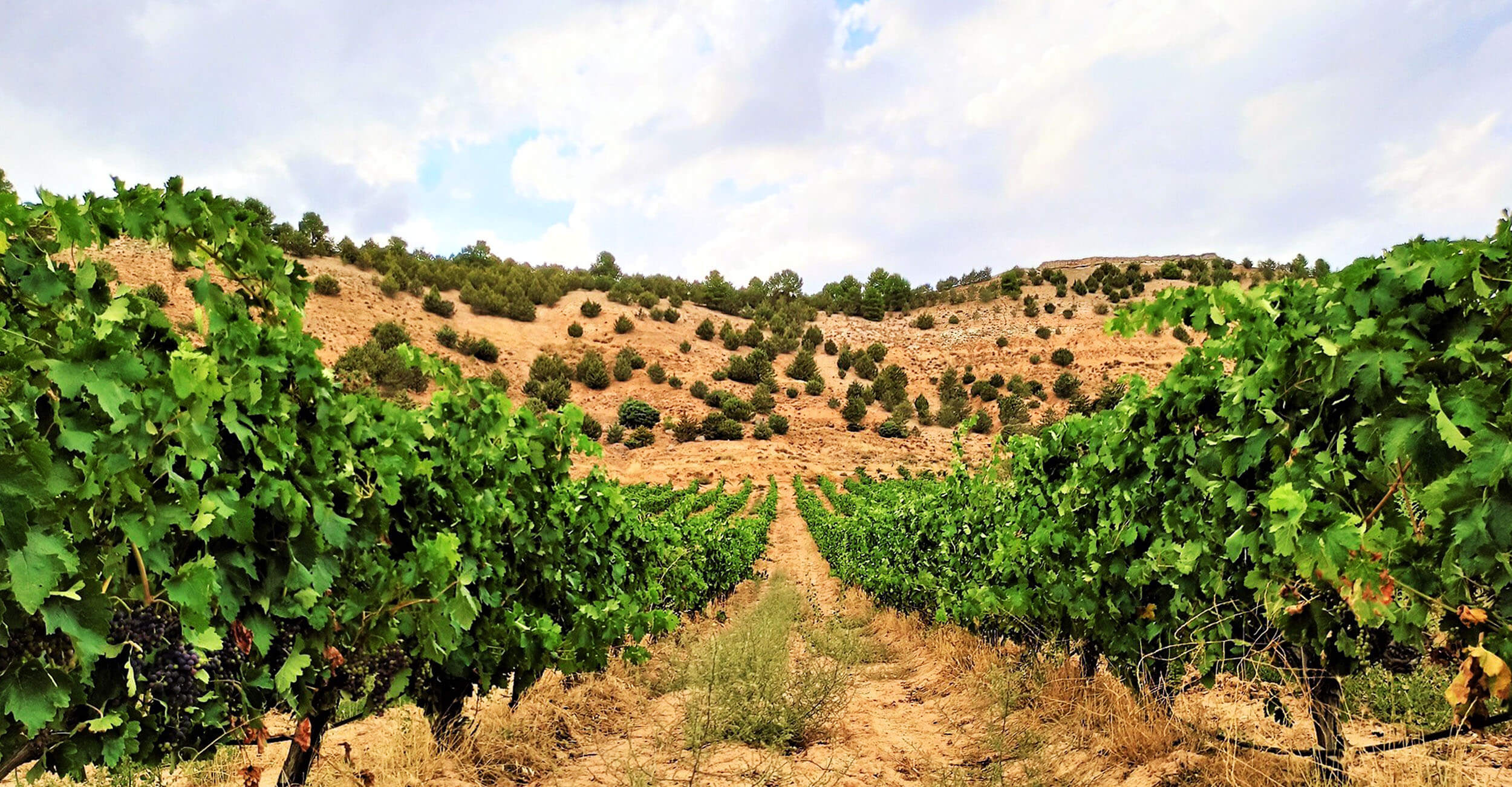 Vineyard rows on the hillside with ripening grape clusters