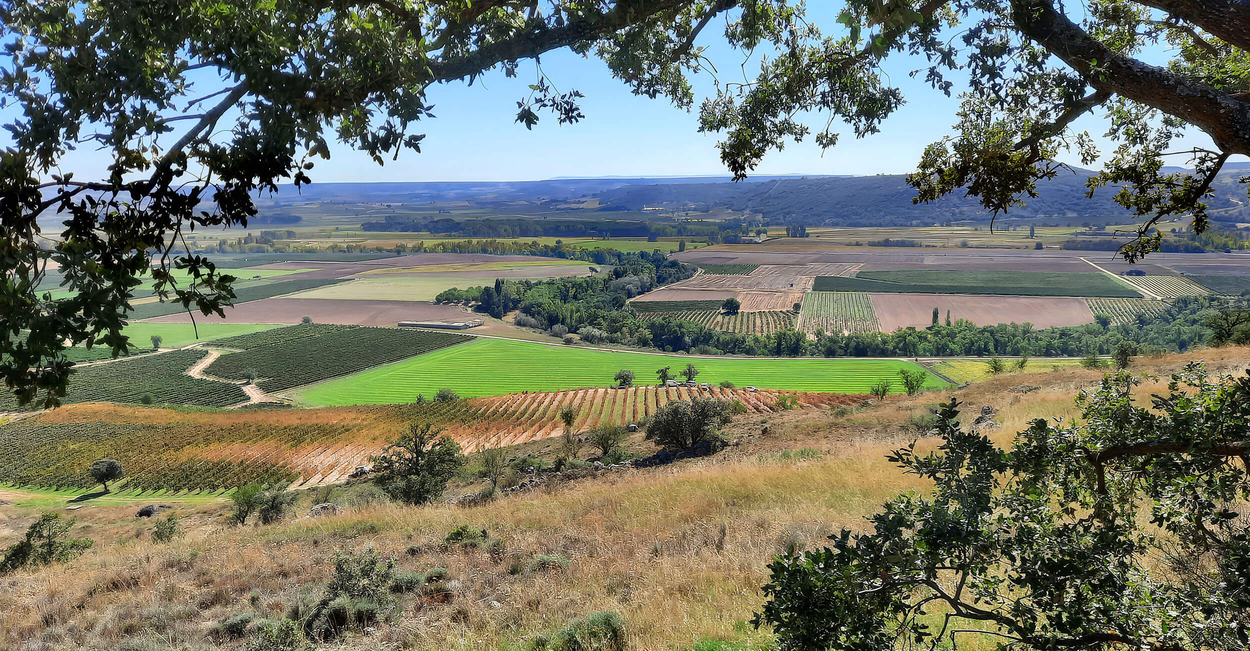 Vineyard valley — aerial view of the Ribera del Duero landscape near San Martín de Rubiales
